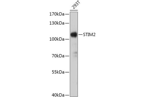 Stim2 抗体  (AA 60-180)