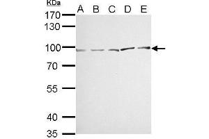 Image no. 3 for anti-Major Vault Protein (MVP) (Center) antibody (ABIN2856921)