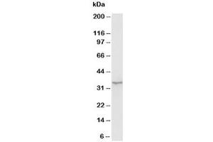 Image no. 2 for anti-WD Repeat Domain 83 (wdr83) (N-Term) antibody (ABIN3029616)