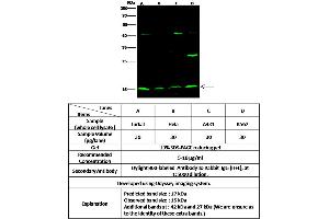 Image no. 1 for anti-Mago-Nashi Homolog (MAGOH) (AA 1-146) antibody (ABIN6923719)