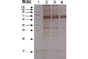 Western-blotting of CHO cell Lysate