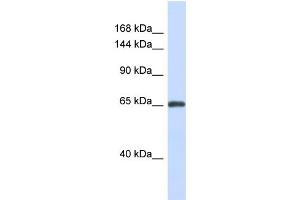Image no. 1 for anti-Zinc Finger Protein 280D (ZNF280D) (N-Term) antibody (ABIN2781037)