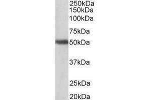 Image no. 1 for anti-G Protein-Coupled Receptor 83 (GPR83) (AA 17-30) antibody (ABIN870697)