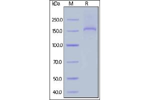Thrombospondin 2 Protein (THBS2) (AA 19-1172) (His tag)
