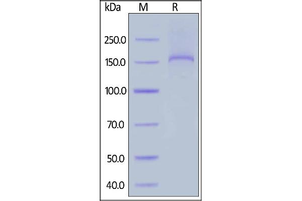 Thrombospondin 2 Protein (THBS2) (AA 19-1172) (His tag)