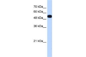 Image no. 1 for anti-UDP-Glucose Pyrophosphorylase 2 (UGP2) (N-Term) antibody (ABIN2783324)