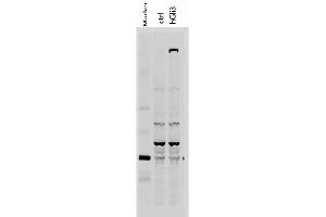 Western Blot of Rabbit anti-Gli-3 antibody.