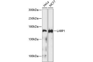Western blot analysis of extracts of various cell lines, using L Antibody (ABIN1680662, ABIN3019027, ABIN3019029 and ABIN6220676) at 1:1000 dilution.