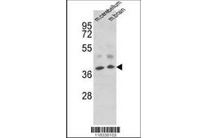 Image no. 1 for anti-Engrailed Homeobox 2 (EN2) (AA 243-271), (C-Term) antibody (ABIN652344)