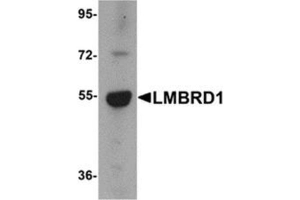 anti-LMBR1 Domain Containing 1 (LMBRD1) (C-Term) antibody