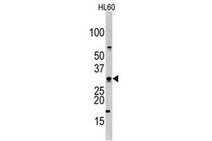Image no. 1 for anti-Cell Division Cycle Associated 8 (CDCA8) (Center) antibody (ABIN356941)