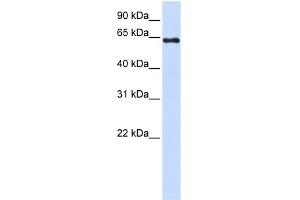 Image no. 2 for anti-3'-phosphoadenosine 5'-phosphosulfate Synthase 2 (PAPSS2) (C-Term) antibody (ABIN2783448)