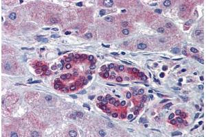Image no. 3 for anti-T-Cell Acute Lymphocytic Leukemia 1 (TAL1) (C-Term) antibody (ABIN6741621)