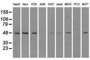 Image no. 1 for anti-LEM Domain Containing 3 (LEMD3) antibody (ABIN1499117)