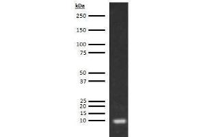 Image no. 1 for anti-Apolipoprotein C-III (APOC3) antibody (ABIN613465)