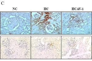 Image no. 7 for anti-Nuclear Respiratory Factor 1 (NRF1) (Center) antibody (ABIN2855569)