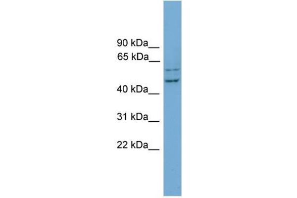 RAB11FIP2 抗体  (N-Term)