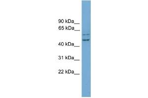 Image no. 1 for anti-RAB11 Family Interacting Protein 2 (Class I) (RAB11FIP2) (N-Term) antibody (ABIN2786053)