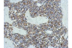 Image no. 1 for anti-Potassium Voltage-Gated Channel, Subfamily G, Member 4 (Kcng4) (Center) antibody (ABIN2856250)