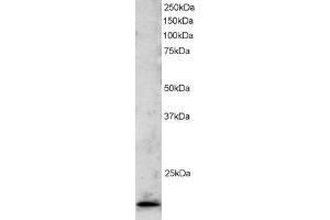 Image no. 1 for anti-TBP-Like 1 (TBPL1) (C-Term) antibody (ABIN184823)