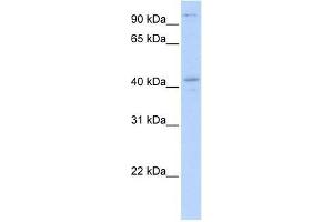 Image no. 1 for anti-FYVE, RhoGEF and PH Domain Containing 1 (FGD1) (N-Term) antibody (ABIN927716)