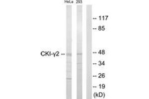 Image no. 1 for anti-Casein Kinase 1, gamma 2 (CSNK1G2) (AA 10-59) antibody (ABIN1533804)