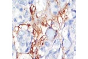 Image no. 2 for anti-Platelet-Derived Growth Factor Receptor-Like (PDGFRL) (AA 328-357) antibody (ABIN3032250)