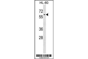 anti-Lin-9 Homolog (LIN9) (AA 132-160), (N-Term) antibody
