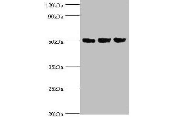 ORC4 Antikörper  (AA 187-436)
