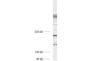 Image no. 1 for anti-Bassoon (BSN) antibody (ABIN2690486)