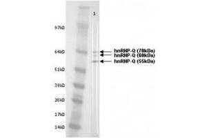 Image no. 1 for anti-Synaptotagmin Binding, Cytoplasmic RNA Interacting Protein (SYNCRIP) antibody (ABIN108558)