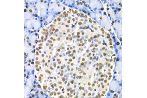 Image no. 1 for anti-Hepatocyte Nuclear Factor 4, alpha (HNF4A) antibody (ABIN3022870)