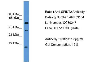 Image no. 2 for anti-serine Peptidase Inhibitor, Kunitz Type, 2 (SPINT2) (Middle Region) antibody (ABIN2787961)