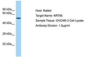 Image no. 1 for anti-Keratin 85 (KRT85) (AA 88-137) antibody (ABIN6750012)
