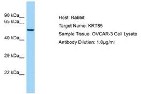 Keratin 85 anticorps  (AA 88-137)
