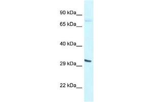 anti-Basic Helix-Loop-Helix Family, Member E41 (BHLHE41) (N-Term) antibody