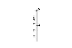Anti-RN Antibody (Center) at 1:1000 dilution + K562 whole cell lysate Lysates/proteins at 20 μg per lane.