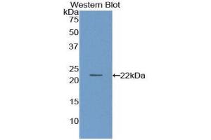 Image no. 1 for anti-Paraoxonase 1 (PON1) (AA 2-186) antibody (ABIN1861008)