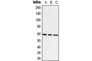 Western blot analysis of ATE1 expression in A549 (A), Raw264.