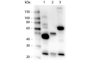 Western Blot of Goat anti-Human IgG, IgA, IgM Peroxidase Conjugated Antibody.