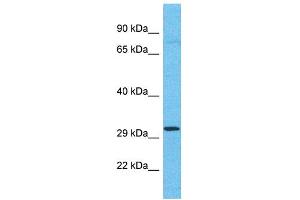 Image no. 1 for anti-Olfactory Receptor 4C11 (OR4C11) (C-Term) antibody (ABIN2791733)