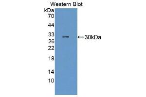 Image no. 1 for anti-Heart and Neural Crest Derivatives Expressed 1 (HAND1) (AA 1-216) antibody (ABIN5013669)