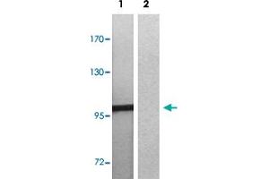 Image no. 2 for anti-C-Mer Proto-Oncogene Tyrosine Kinase (MERTK) (pTyr681), (pTyr749) antibody (ABIN5583434)