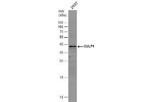 Image no. 3 for anti-GULP, Engulfment Adaptor PTB Domain Containing 1 (GULP1) (C-Term) antibody (ABIN2856534)