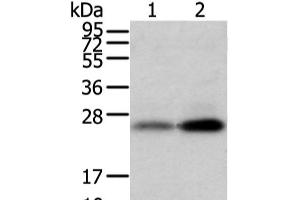 WFDC5 antibody