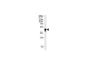 EFNB2A antibody  (AA 163-194)