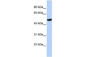 Image no. 1 for anti-Septin 11 (SEPT11) (N-Term) antibody (ABIN2787099)