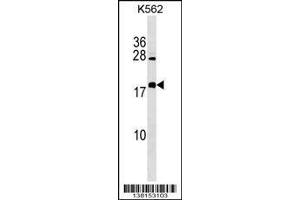 Image no. 1 for anti-Brain Expressed, X-Linked 4 (BEX4) (AA 54-82) antibody (ABIN1538476)