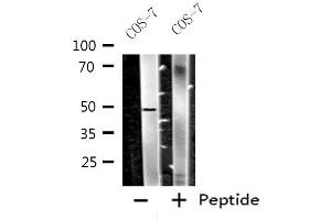 Image no. 2 for anti-Cholecystokinin B Receptor (CCKBR) (N-Term) antibody (ABIN6257702)