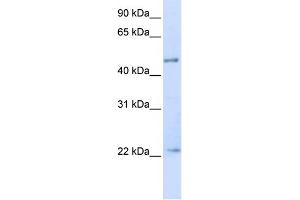 Image no. 1 for anti-Tripartite Motif Containing 21 (TRIM21) (N-Term) antibody (ABIN2778305)